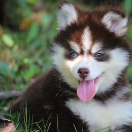 Starsky - Chocolate male Pomsky puppy in Junction City, Ohio from JC Pups