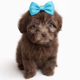 Annie, Aqua - Brown female Shihpoo puppy in Delphos, Ohio from Route 66 Poodles & Doodles, Sapphire Shih-tzu's of Ohio