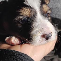 Silver Collar - Black and tan male Pembroke Welsh Corgi puppy in Yelm, Washington from Tolbolton Creek Corgis