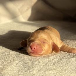 Chestnut - Cream male Dachshund puppy in Phoenix, Arizona from Lengthydog.co