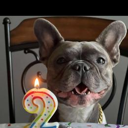 French Bulldog All Grown Up from Lakeview Frenchies