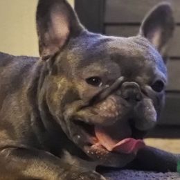 Bentley - French Bulldog