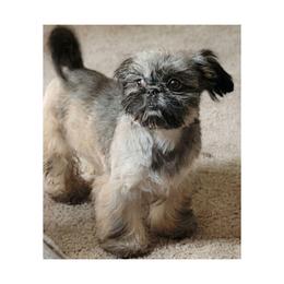 Mona ❤️ - Shih Tzu