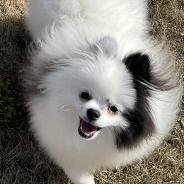 Sushi - Pomeranian