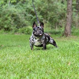 Pablo - French Bulldog