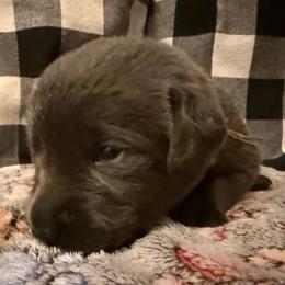Light Purple - Charcoal female Dilute Retriever puppy in Marion, Illinois from Summer Lovin’ Labradors of Southern Illinois