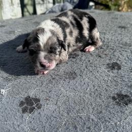 Twix - Blue merle female Australian Shepherd puppy in Laotto, Indiana from Circle B working Aussies