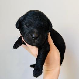 Ellie - Black female Goldendoodle puppy in Auburn, Indiana from Martin’s Doodles