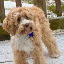 Ollie - Australian Labradoodle