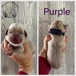 Purple - Champagne female Dilute Retriever puppy in Ste. Genevieve, Missouri from Megans Labradors