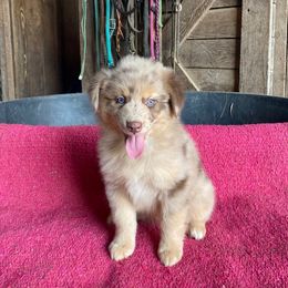 Ramona - Red merle female Australian Shepherd puppy in Whitwell, Tennessee from Owl Hollow Farm