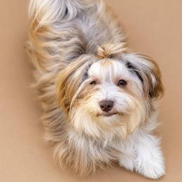 Monkey - Havanese