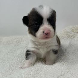Nebula (brindle) - Brindle and white female American Corgi puppy in Waco, Texas from The Comma Corgis