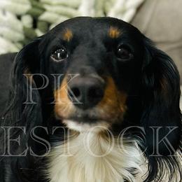 Dachshunds from PK livestock
