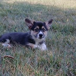 Foggy Little Rascals - Black and tan male Pembroke Welsh Corgi puppy in Redfield, Kansas from Owenby's Corgi's