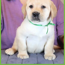 Labrador Retriever Puppies from van Dalen Labradors