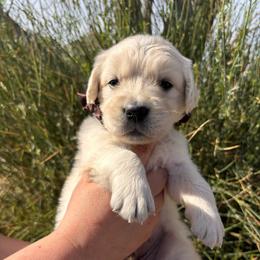 Brown boy - Light golden male Golden Retriever puppy in Pahrump, Nevada from Southern Nevada Goldens