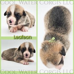 Leafeon - Red male Pembroke Welsh Corgi puppy in Kiowa, Colorado from Cool Water Corgis LLC