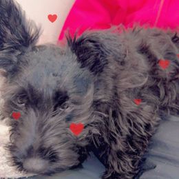 Clyde - Scottish Terrier puppy from Stefany Farm of Happiness