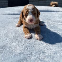 Lexie - Red  female Goldendoodle puppy in Estesburg, Kentucky from Wet Goldendoodle Kisses
