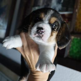 Girl 3 - female Beagle puppy in Susanville, California from Homegrown Beagles