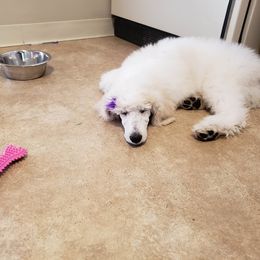 Poodles from Story Brook Kennels