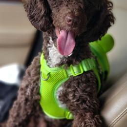 Jaxson - Phantom male Goldendoodle puppy in Byron, Georgia from Southern Olive Doodles 🫒