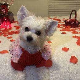Lucie - Morkie puppy from Sabrina's Morkie Poo’s