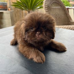 Boy  ( pink collar) - Liver male Shih Tzu puppy in Whittier, California from Socal Mother Of Shih Tzus