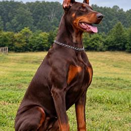 EXX - Doberman Pinscher