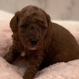Luna - Red  female Goldendoodle puppy in Kansas City, Kansas from Bella & Ivy’s Mini Goldendoodles of KC