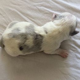 Avery - Blue merle and white female American Corgi puppy in Paradise, Texas from Bar S Corgis
