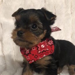 Yorkshire Terrier Puppies from Mullet Yorkies