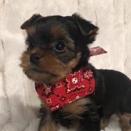 Yorkshire Terrier Puppies from Mullet Yorkies