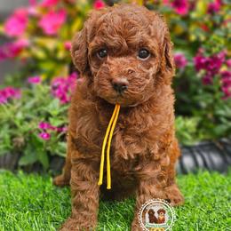Cosmopolitan - Red  female Poodle puppy in Salem, Missouri from Meadowbrook Poodles
