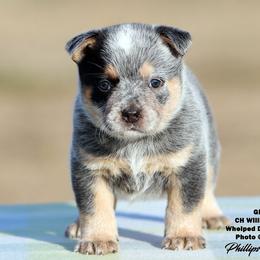 Mazie Girl 2 - Blue speckled female Australian Cattle Dog puppy in Point, Texas from Lakylu Kennels