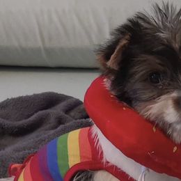 Rottweilers and Yorkshire Terriers from X Marmol House