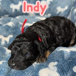 Indy - Tri-color female Bernedoodle puppy in Beecher, Illinois from Erica’s Doodles