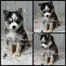 The Ghost Boy - Black and white male Pomsky puppy in Rossville, Georgia from Scenic City Pomskies