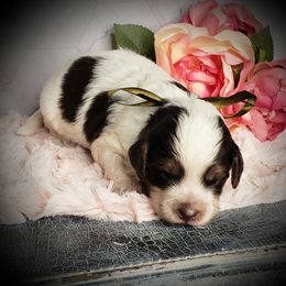 Teddy - Liver white and tan male Springerdoodle puppy in Fargo, North Dakota from Dakota SpringerDoodles