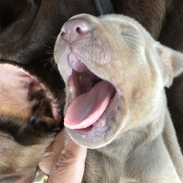 Doberman Pinscher Puppies from Marinela Stratulat