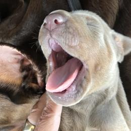 Doberman Pinscher Puppies from Marinela Stratulat