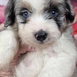 GG - Blue merle female Aussiedoodle puppy in Citra, Florida from Southpaw Herders LLC