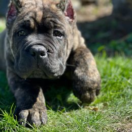 Cane Corso Puppies from Virtue Cane Corso