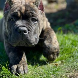 Cane Corso Puppies from Virtue Cane Corso