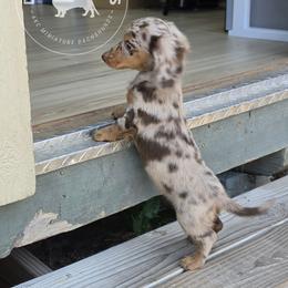 Dachshund Puppies from Doxi Delights AKC Miniature Dachshunds