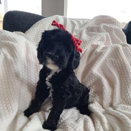 Waffle - Black and white female Bernedoodle puppy in Brigham City, Utah from Prairie Rose Doodles