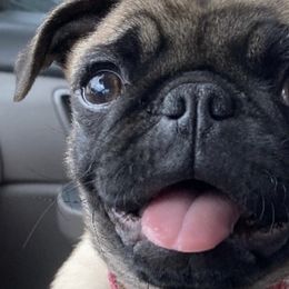 Pugs from Prices Pugs