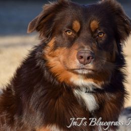 RYDER - Miniature Australian Shepherd
