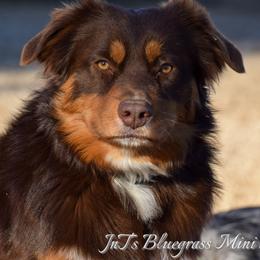 RYDER - Miniature Australian Shepherd